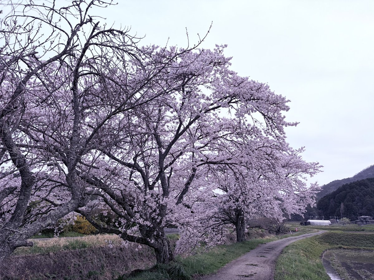 にしむー tweet media