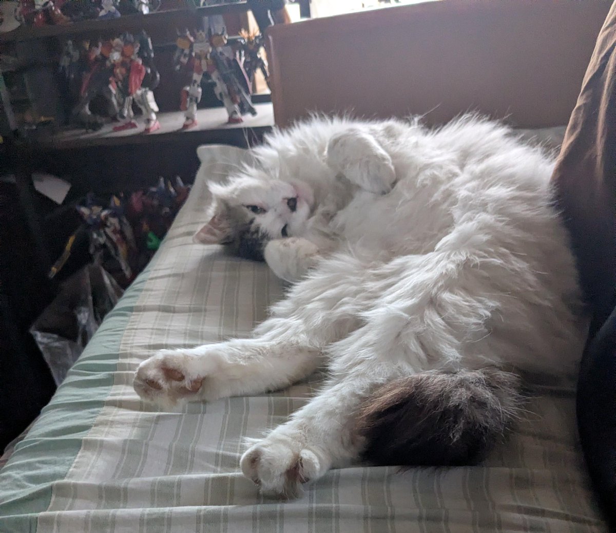 トロワ tweet media