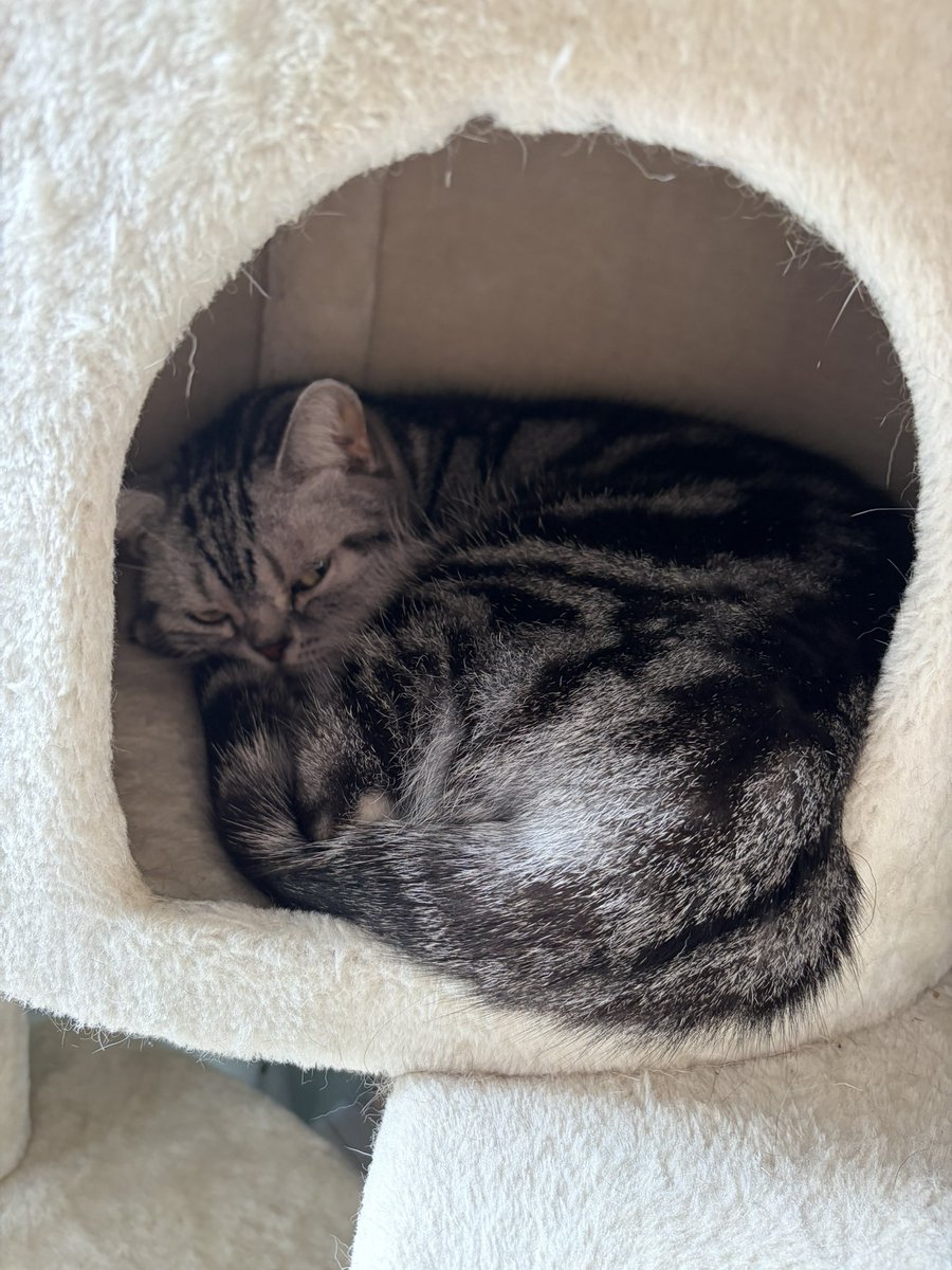 はちわれい tweet media