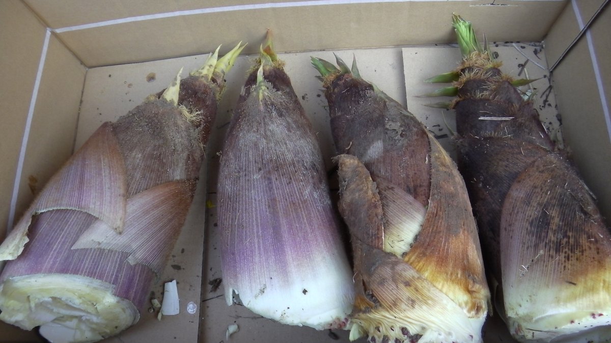 リポＤ tweet media