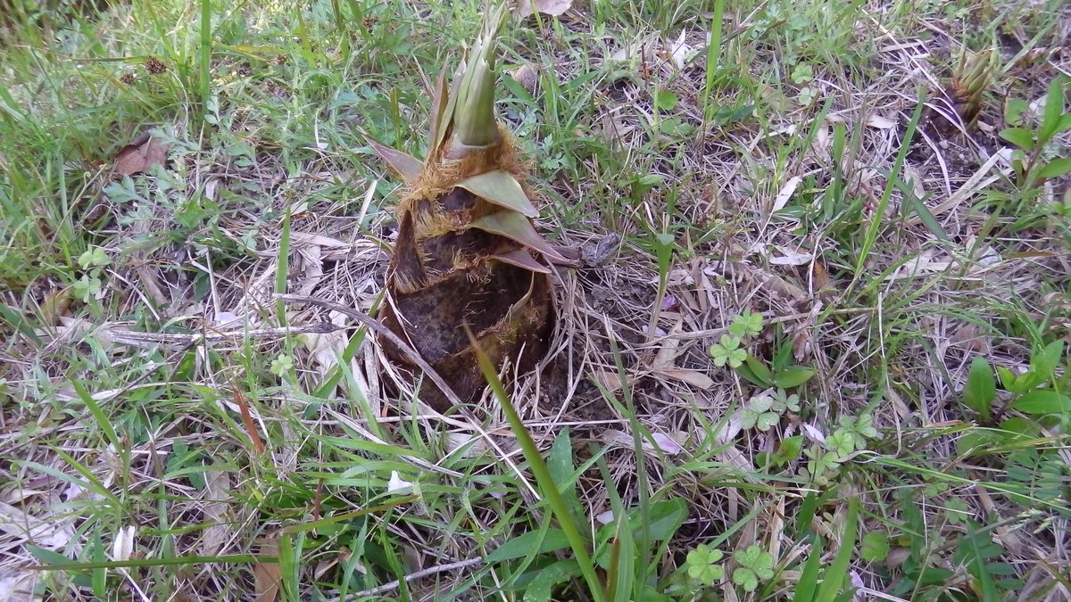 リポＤ tweet media