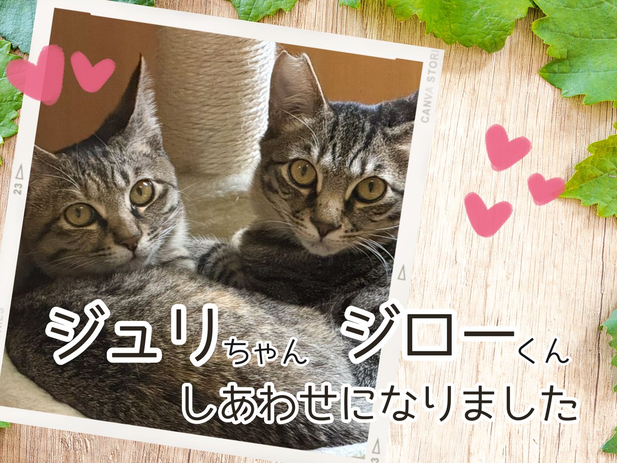 PFLJ2000's tweet photo. 【🎊祝🎊】
ジローくんジュリちゃん兄妹を新しい家族として迎えて頂くことが出来ました❤️２頭はこれからもず��と一緒です🎉

皆様のご支援、ご協力ありがとうございました😊一頭でも多くの命を救えるよう、これからも皆様のご支援とご協力、何卒よろしくお願いいたします🙏🏻 https://t.co/A5xLUNGfo1