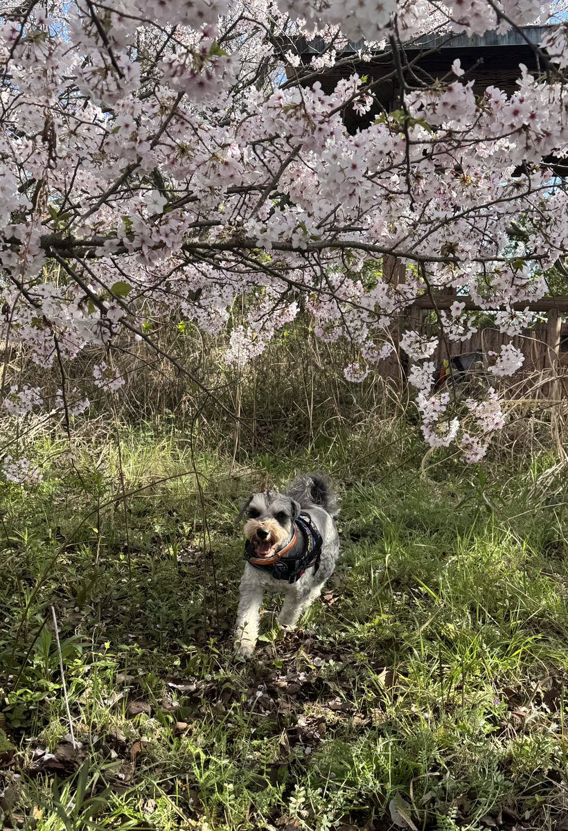 まんまる堂のいぬ tweet media