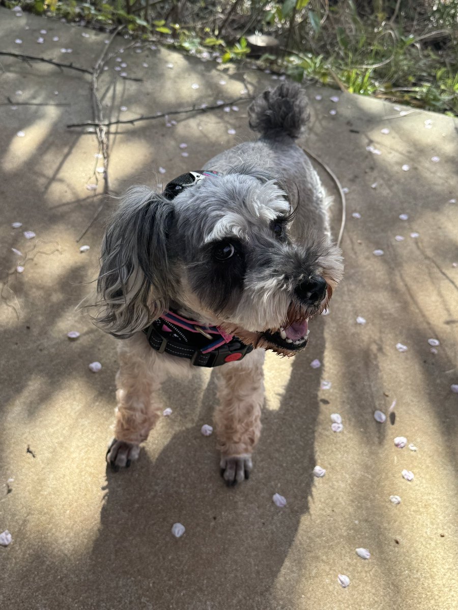 まんまる堂のいぬ tweet media