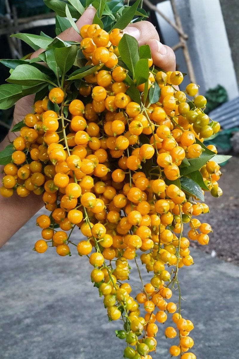 doyspipe.base.eth tweet media