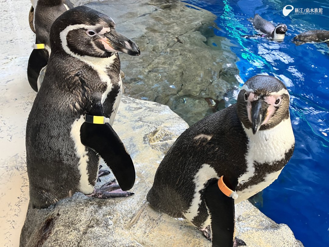 4月3日に6歳の誕生日を迎えた オスのフンボルトペンギン「ウメ