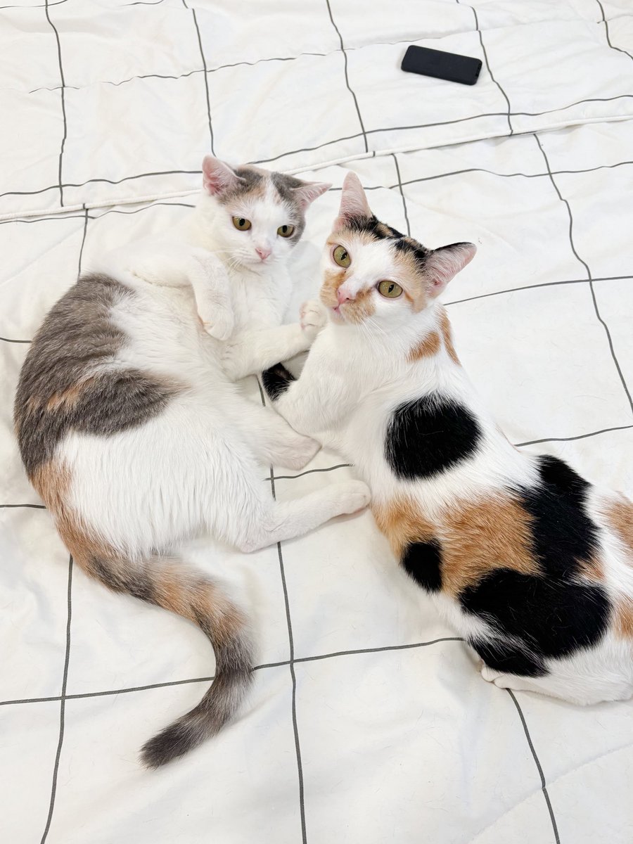 Keam🎈 tweet media