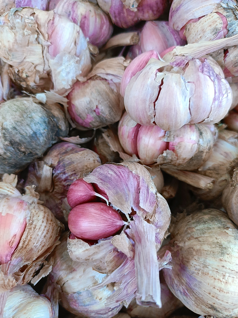 KosovaStylez91's tweet image. Taste test alert!  Our garlic has major crunch—peels like a dream, no bitter aftertaste. Perfect for stir-fries or garlic bread. 10/10, would chop again. #FreshGarlic #CookingEssential