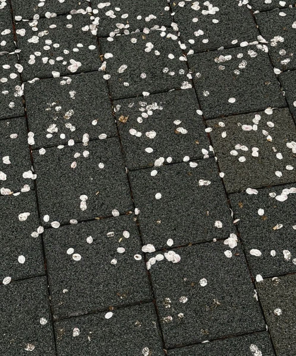 no context 콩쥐 tweet media