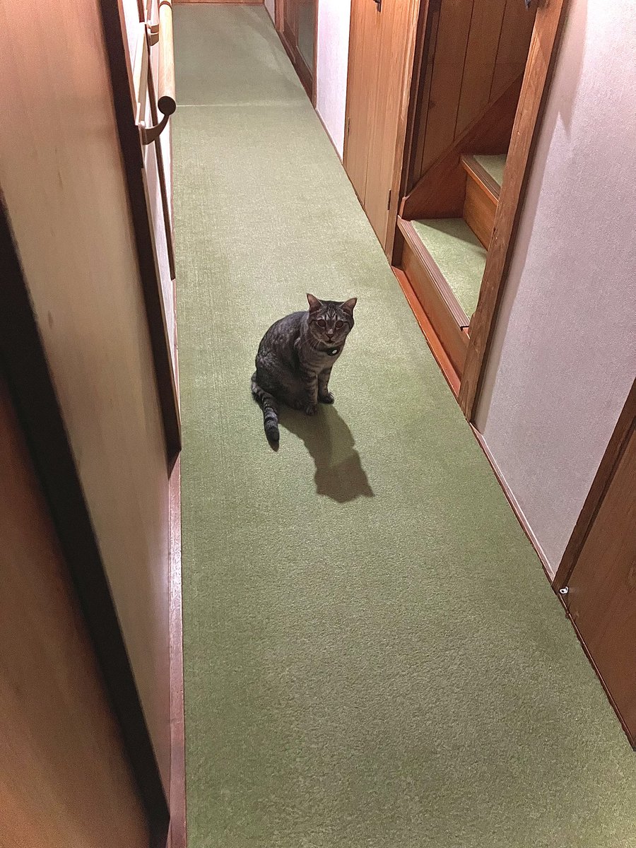 gizono's tweet photo. 5年間一緒にいてくれてありがとう

1.初対面
2.東京からはるばる長崎へ
3.実は賢いんですよ
4.お気に入りでしか遊びません https://t.co/mxBCKGXUzw