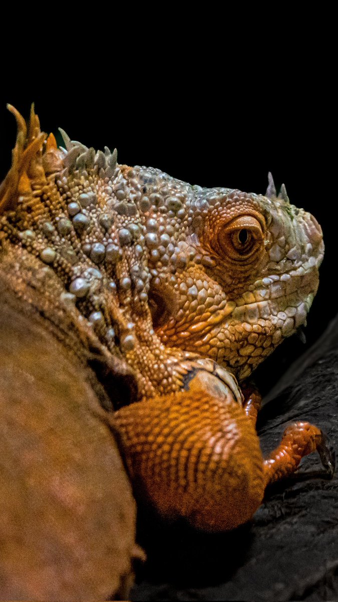 dinobreezy's tweet image. Goodmorning everyone ☕️ Have a lovely Tuesday with these Green Iguana (Iguana Iguana) in Dutch 🇳🇱 Groene Leguaan 🦎

#GoodMorningX #TuesdayMotivation 
#greeniguana #iguanaiguana #groeneleguaan #pairidaiza #GKNfotografie