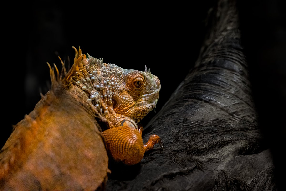 dinobreezy's tweet image. Goodmorning everyone ☕️ Have a lovely Tuesday with these Green Iguana (Iguana Iguana) in Dutch 🇳🇱 Groene Leguaan 🦎

#GoodMorningX #TuesdayMotivation 
#greeniguana #iguanaiguana #groeneleguaan #pairidaiza #GKNfotografie