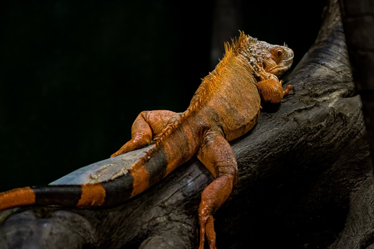 dinobreezy's tweet image. Goodmorning everyone ☕️ Have a lovely Tuesday with these Green Iguana (Iguana Iguana) in Dutch 🇳🇱 Groene Leguaan 🦎

#GoodMorningX #TuesdayMotivation 
#greeniguana #iguanaiguana #groeneleguaan #pairidaiza #GKNfotografie