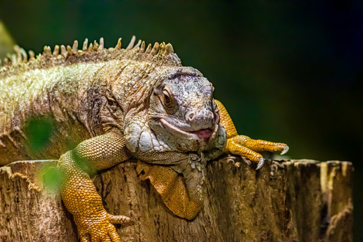 dinobreezy's tweet image. Goodmorning everyone ☕️ Have a lovely Tuesday with these Green Iguana (Iguana Iguana) in Dutch 🇳🇱 Groene Leguaan 🦎

#GoodMorningX #TuesdayMotivation 
#greeniguana #iguanaiguana #groeneleguaan #pairidaiza #GKNfotografie