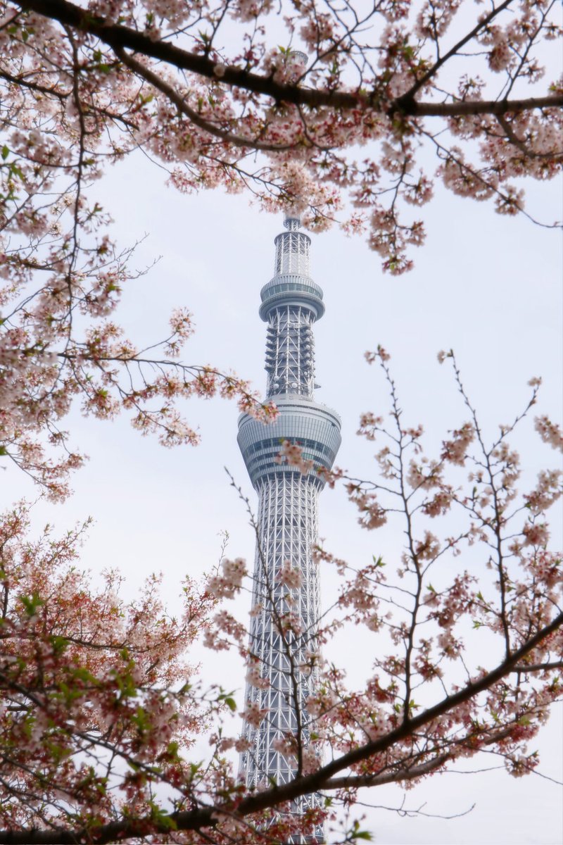 saephoto512STYA's tweet photo. 4/6撮影 

 #ファインダー越しの私の世界 #写真で伝えたい私の世界 #写真好きな人と繋がりたい #キリトリセカイ  #桜 https://t.co/1BUVz1CoV2