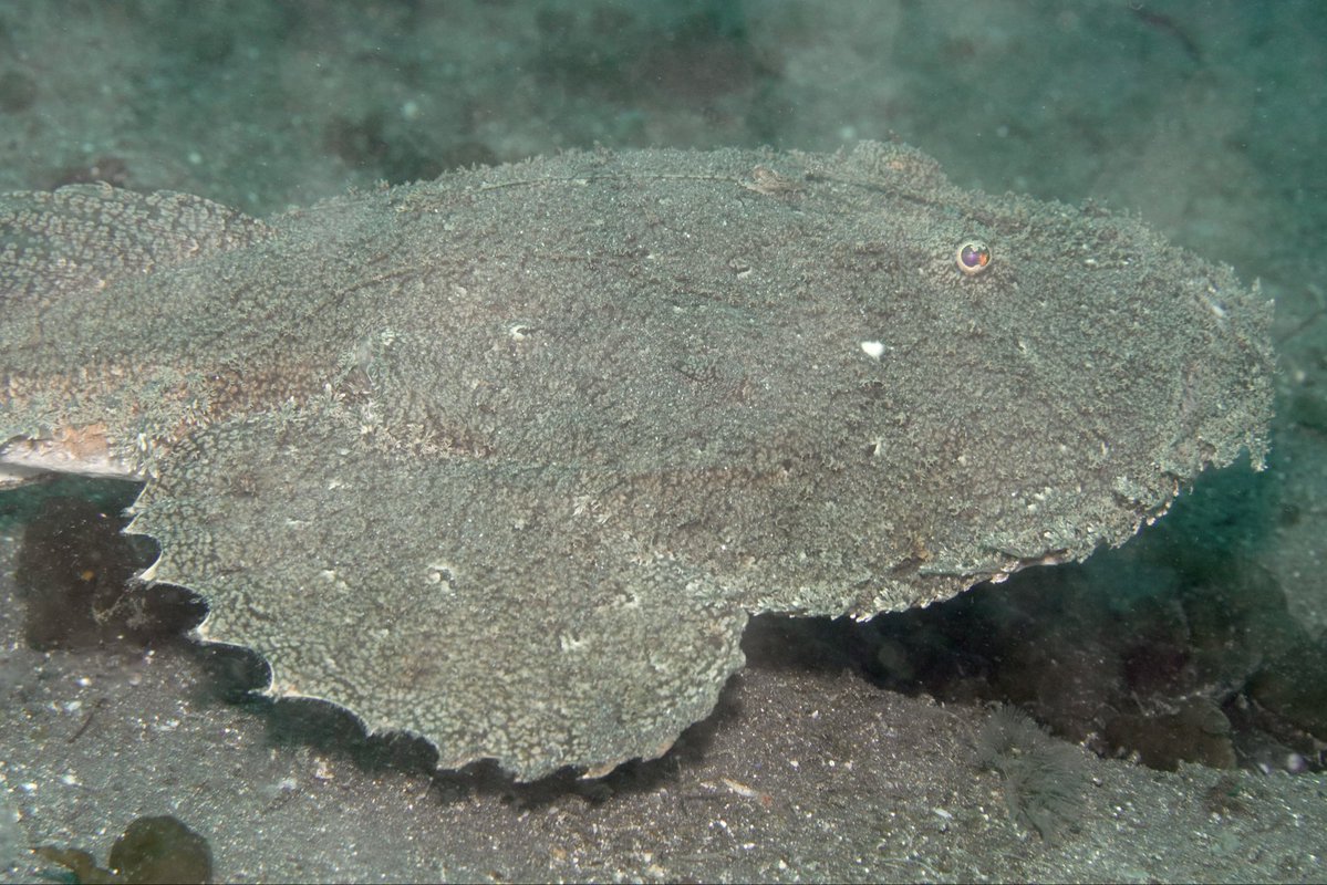 れおな tweet media