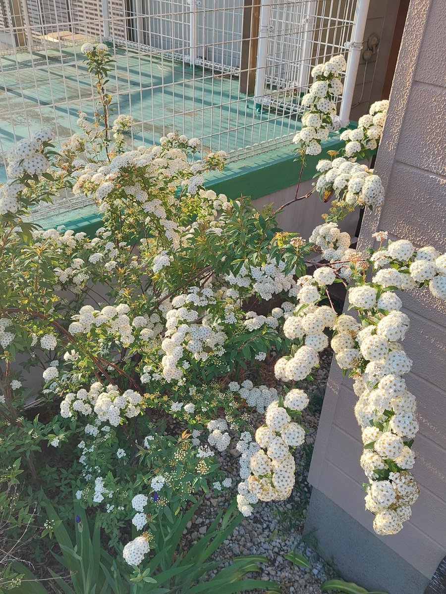 saya0902 tweet media