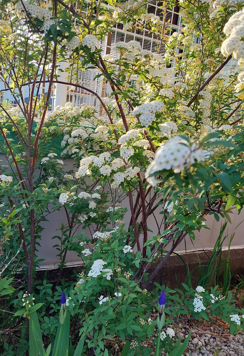 saya0902 tweet media