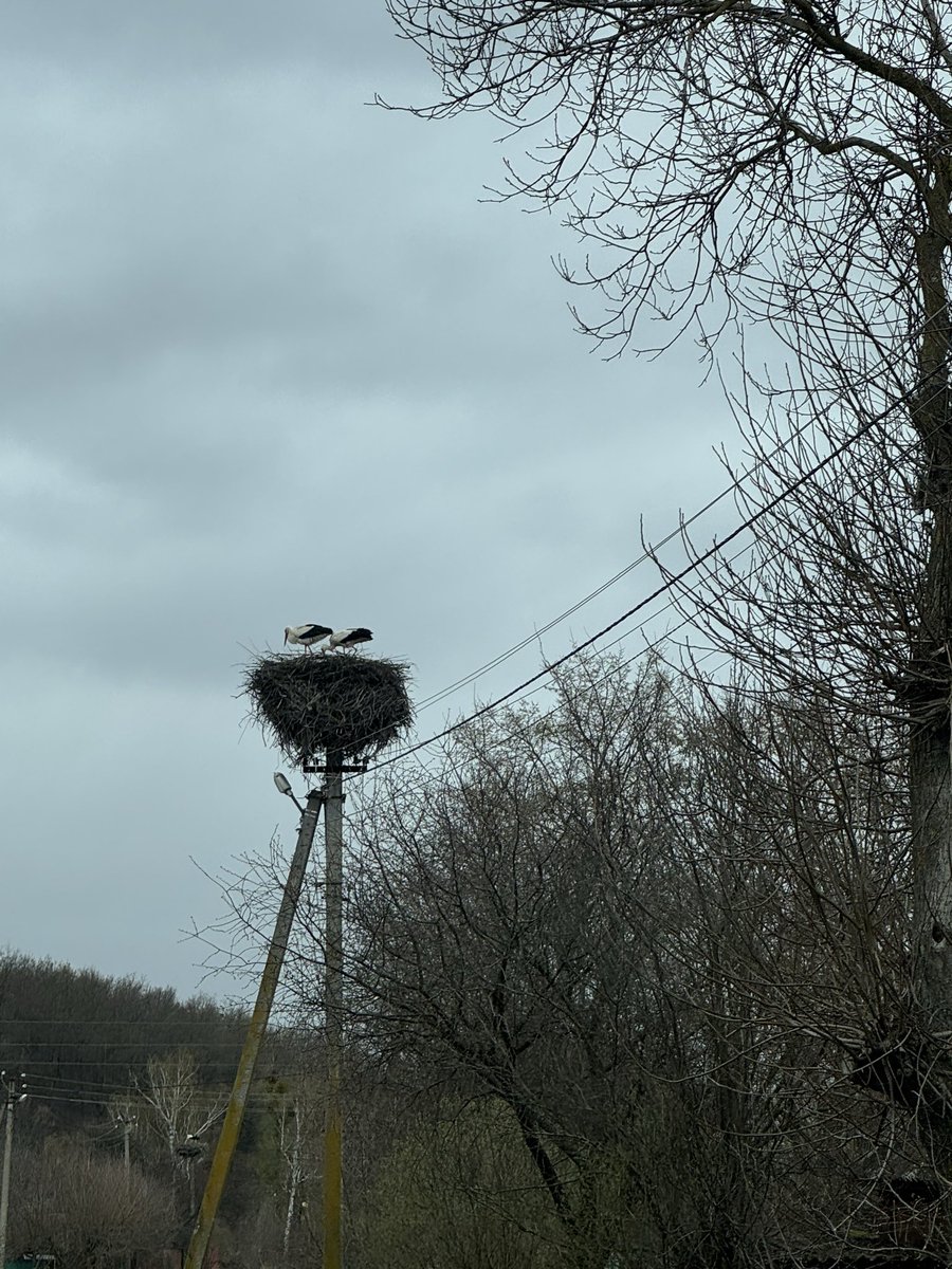 Конкурс імен для лелек та дитинчат оголошую відкритим