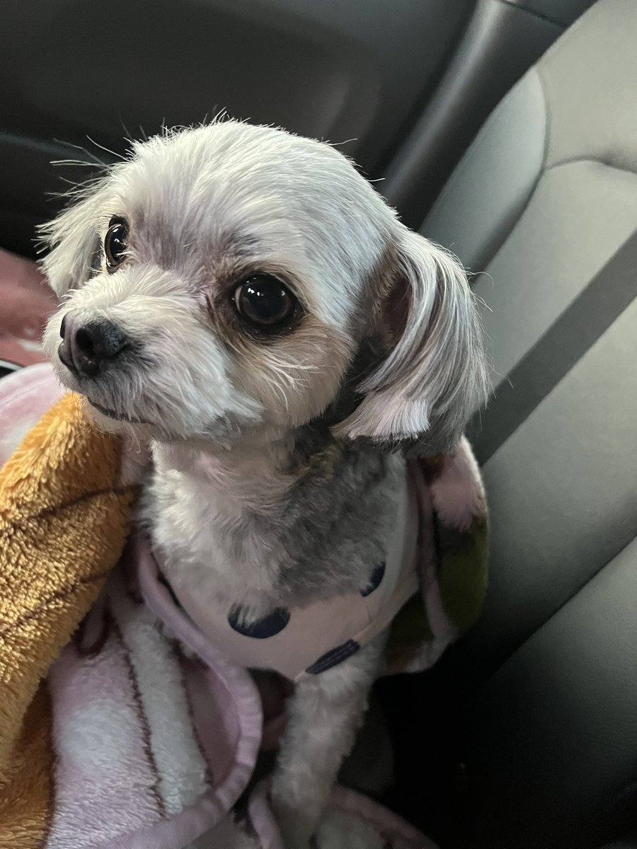 ･.｡*🎤･.｡*🦈🍁ⓐⓚⓘⓝⓐ🍁🦈･.｡*🎤･.｡* tweet media