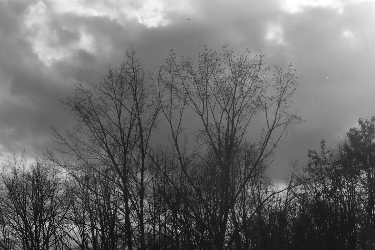 DrCKaiser's tweet image. #photo #Photography #monochrome #blackandwhite #trees #sky #clouds #blackandwhitephotography