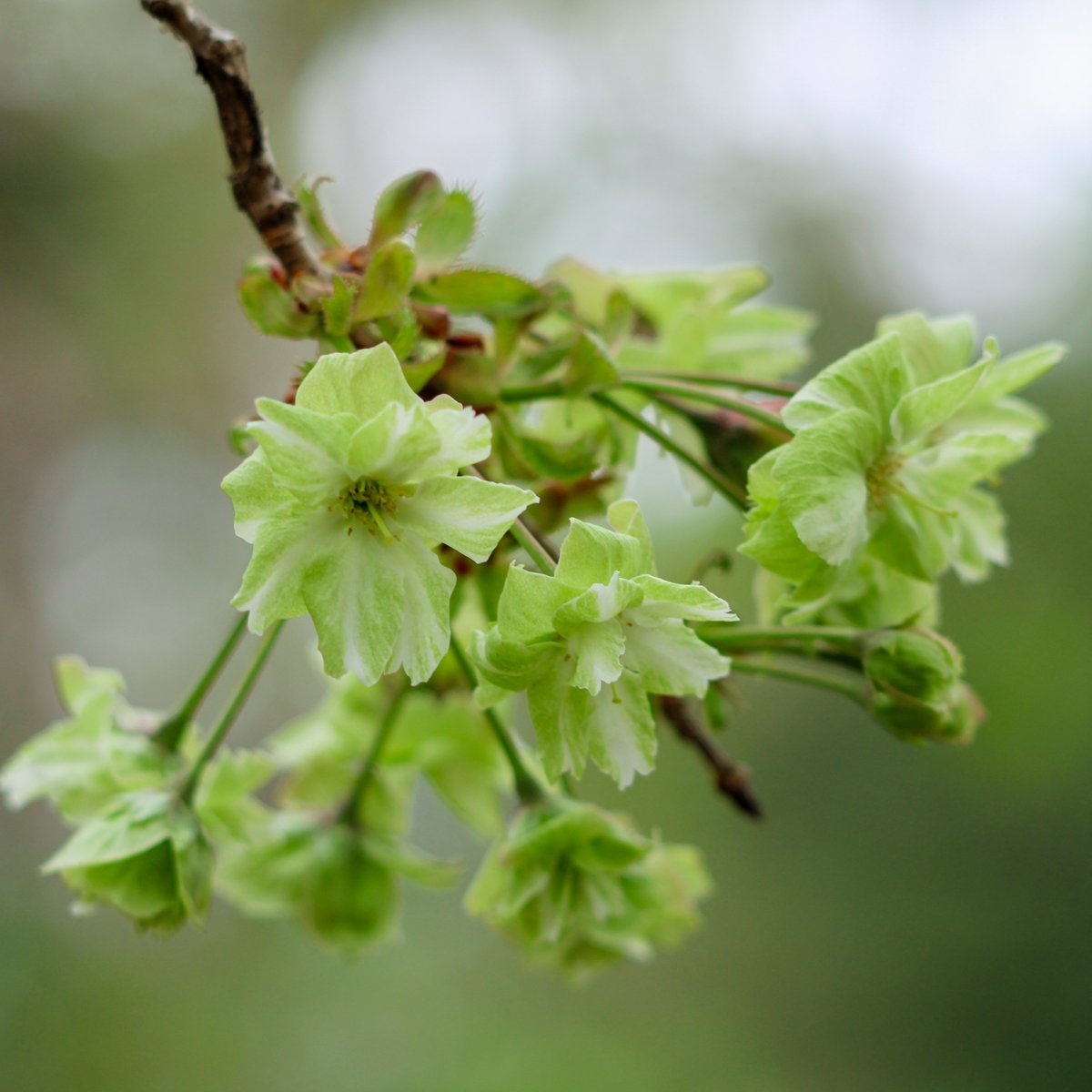 神代植物公園 【公式】 tweet media