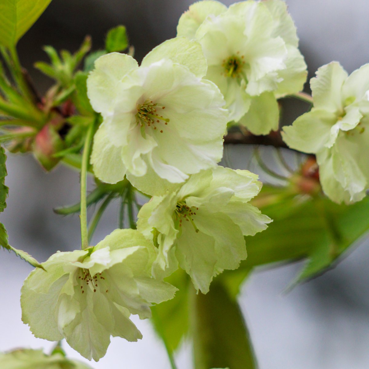 神代植物公園 【公式】 tweet media