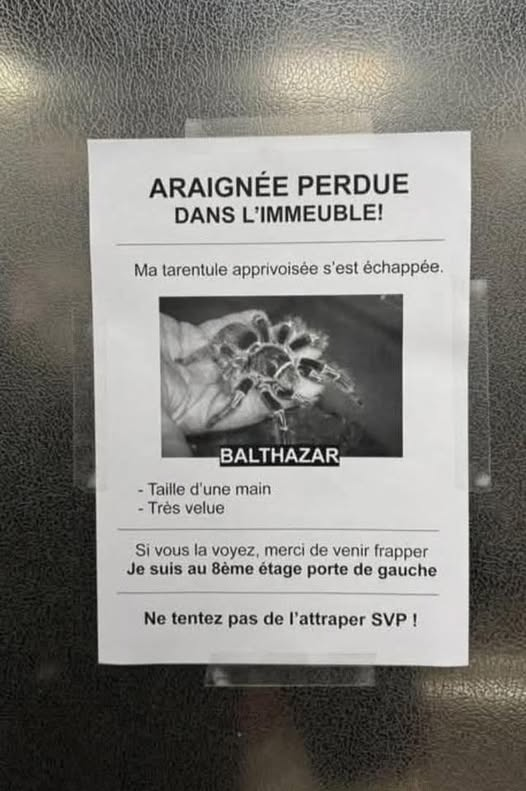 alain CoinCoin tweet media