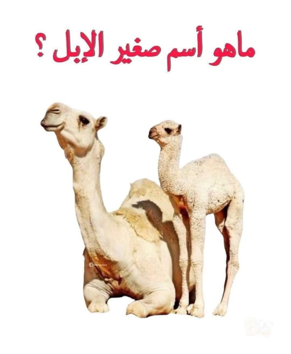 المتنبي. tweet media