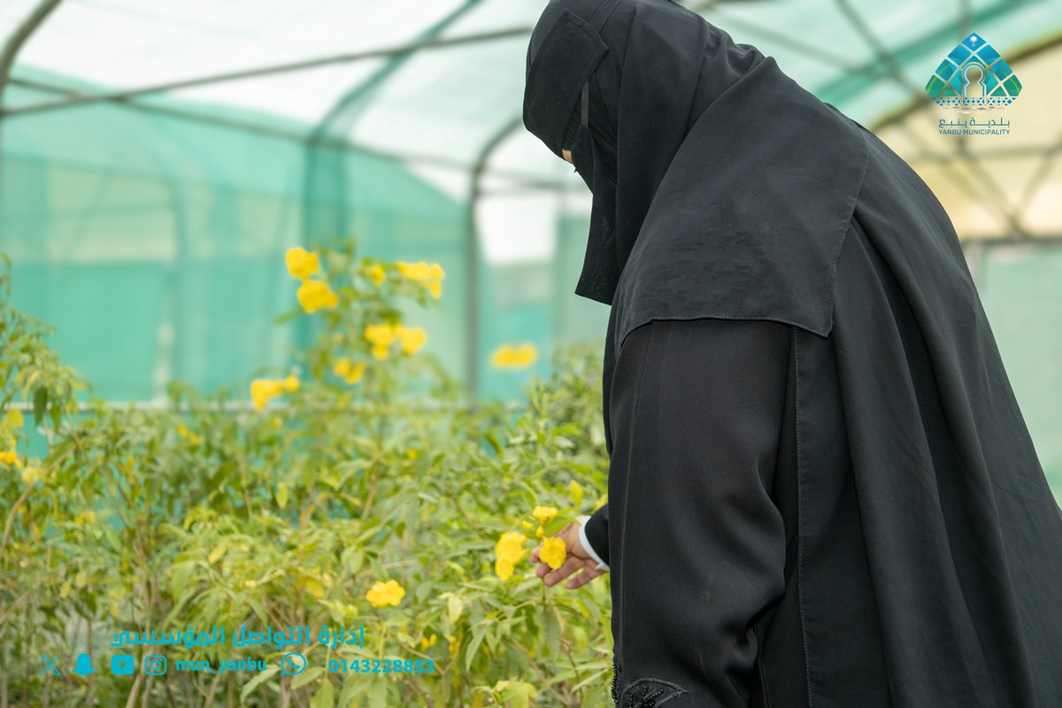 بلدية محافظة ينبع tweet media