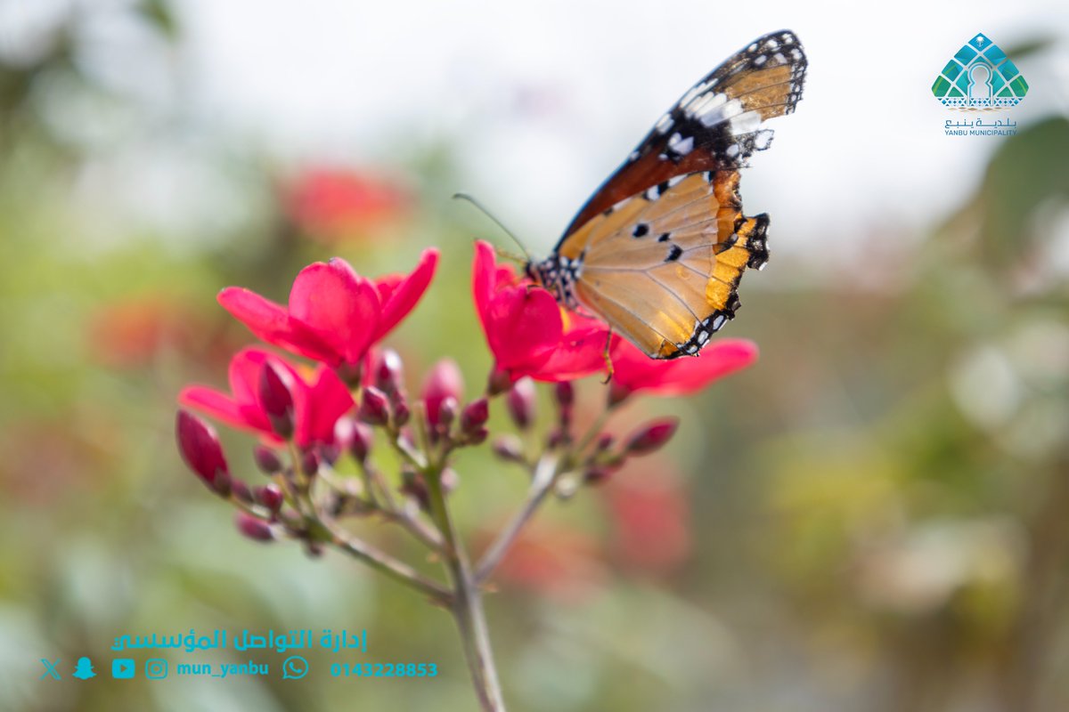 بلدية محافظة ينبع tweet media