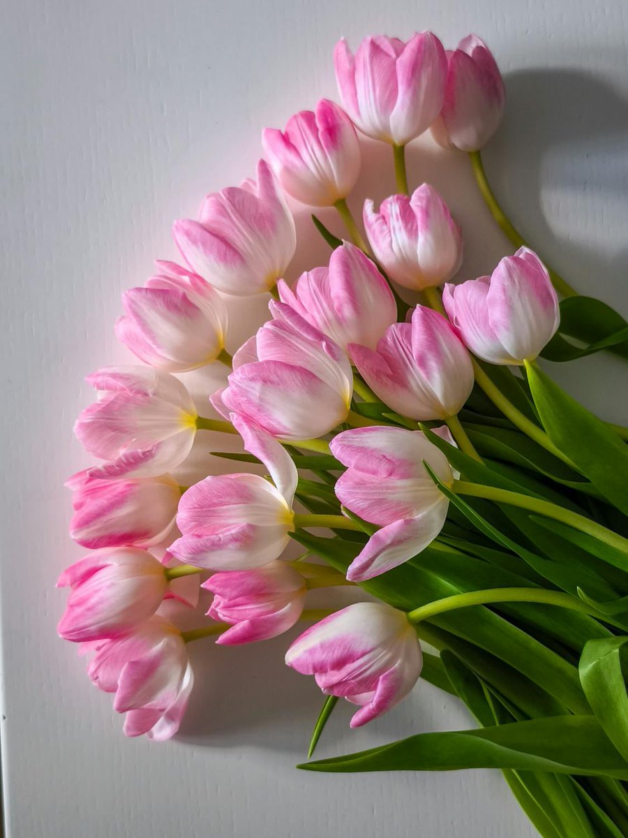 PoppiekRosnx's tweet image. Beautiful Day🌷🌿🩷🌸

#TulipTuesday #SpringFlowers #Tulips