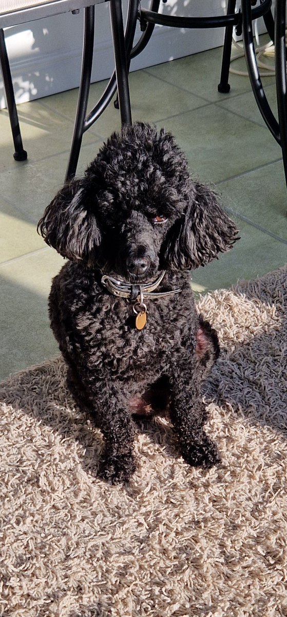 Loki Dog Of Mischief tweet media