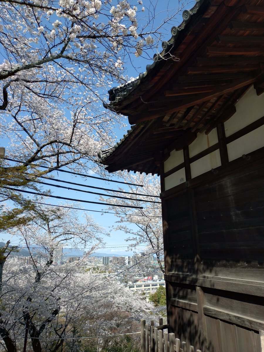 suu2160's tweet photo. 三井寺の桜🌸

ずっと行ってみたくて、やっと行けた！

もう桜も��わりか〜さみしい〜🥲

#日常垢
#三井寺 https://t.co/2e1hcUJET9