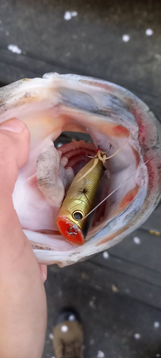 幸手の人【バス釣り】 tweet media