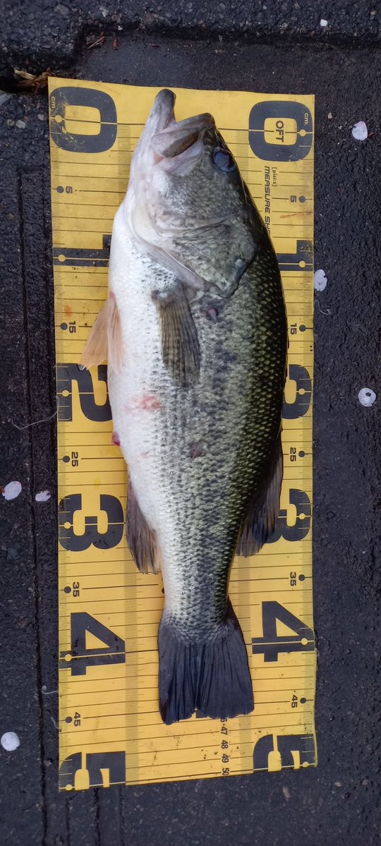 幸手の人【バス釣り】 tweet media