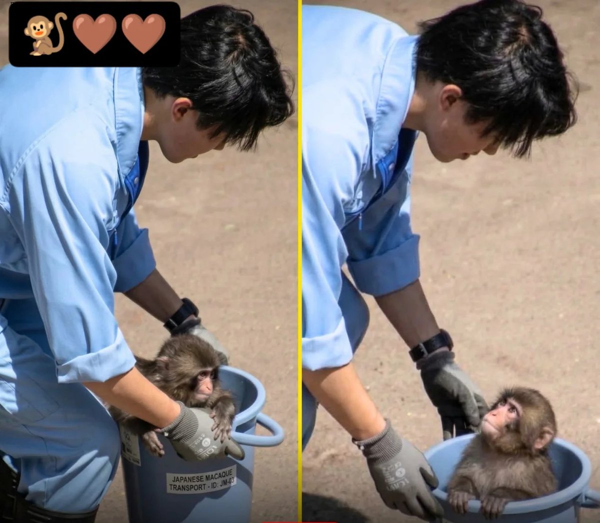 Animal Love tweet media