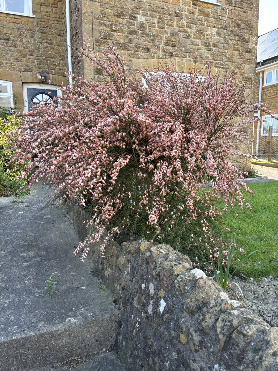 AlanEDown's tweet image. Out of fashion now?
Broom - Cytisus and probably the variety ‘Zeelandia’putting on a good show! 
Best in a sunny well drained position and withstands drought well.
#gardeningtips