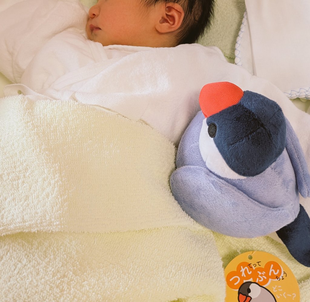 日々ぶんちょう(ひびぶん) ｜文鳥グッズ tweet media