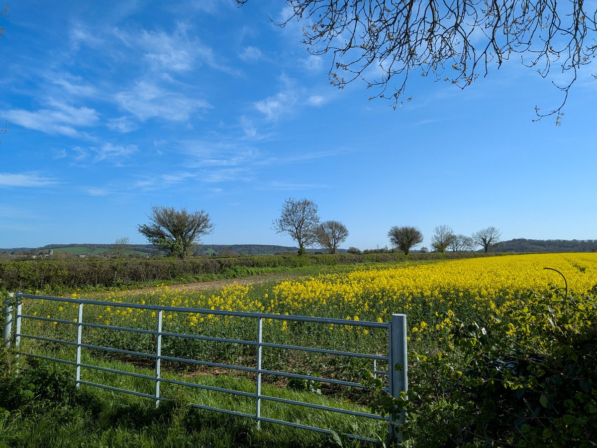 glynn_adams's tweet image. It's a beautiful morning here in #somerset ☀️, current temp 12c but rising as high as 21c this afternoon !