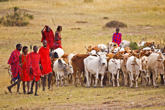 f_adventure_p's tweet photo. 𝐂𝐮𝐥𝐭𝐮𝐫𝐚𝐥 𝐒𝐚𝐟𝐚𝐫𝐢𝐬 𝐢𝐧 𝐊𝐞𝐧𝐲𝐚
Cultural safaris in Kenya provide deep immersion into the 40 communities.
1. Maasai Village Encounters
2. Swahili Cultural Experiences
3. Maralal camel derby, Lamu, Lake Turkana cultural festival, &amp; Rusinga festivals.
4. Samburu. https://t.co/iGjojzpUhD