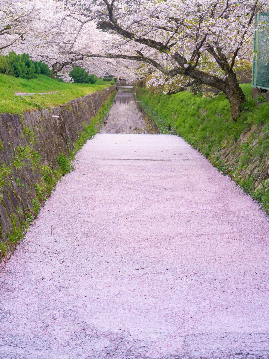 𝚋𝚒𝚛𝚍 tweet media