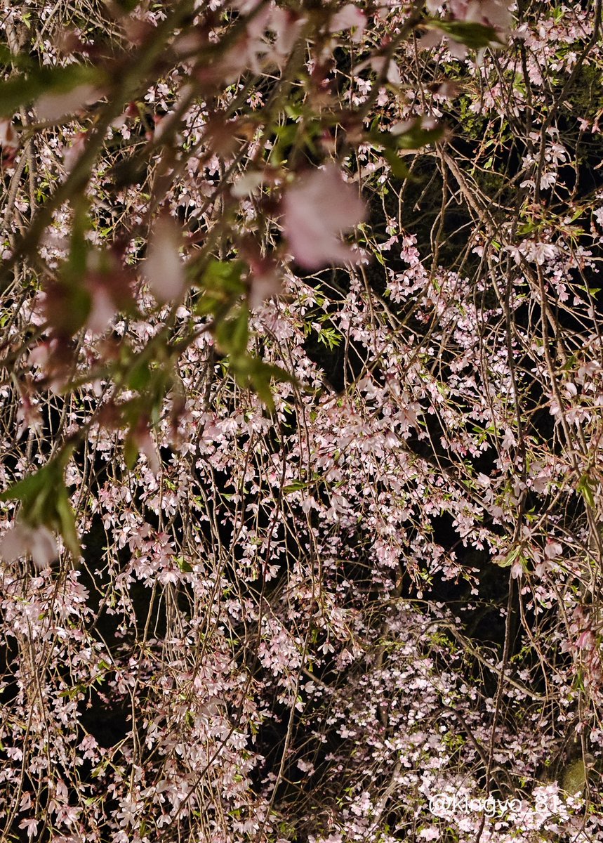 きんぎょ。 tweet media