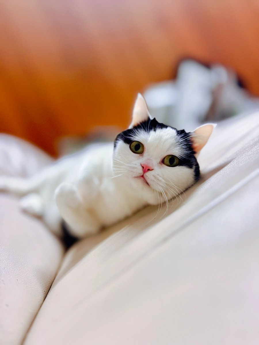 ももきち tweet media