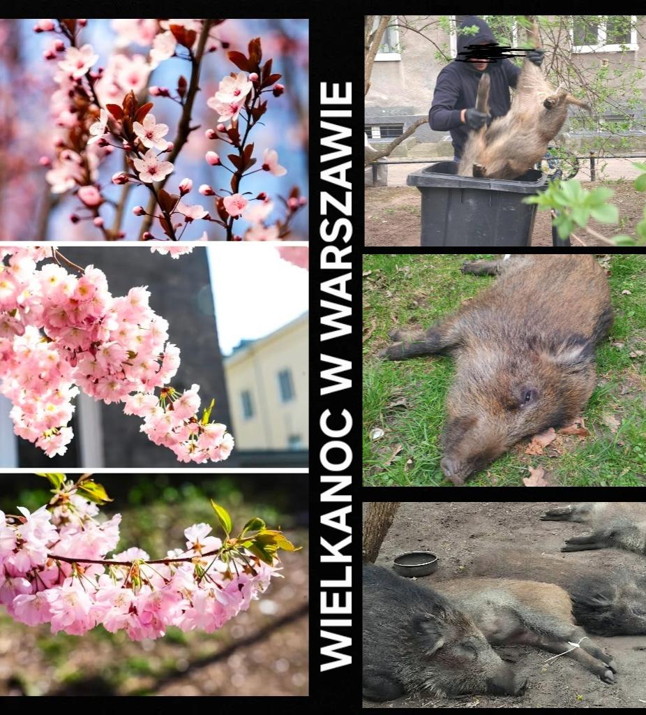 Robert Maślak tweet media