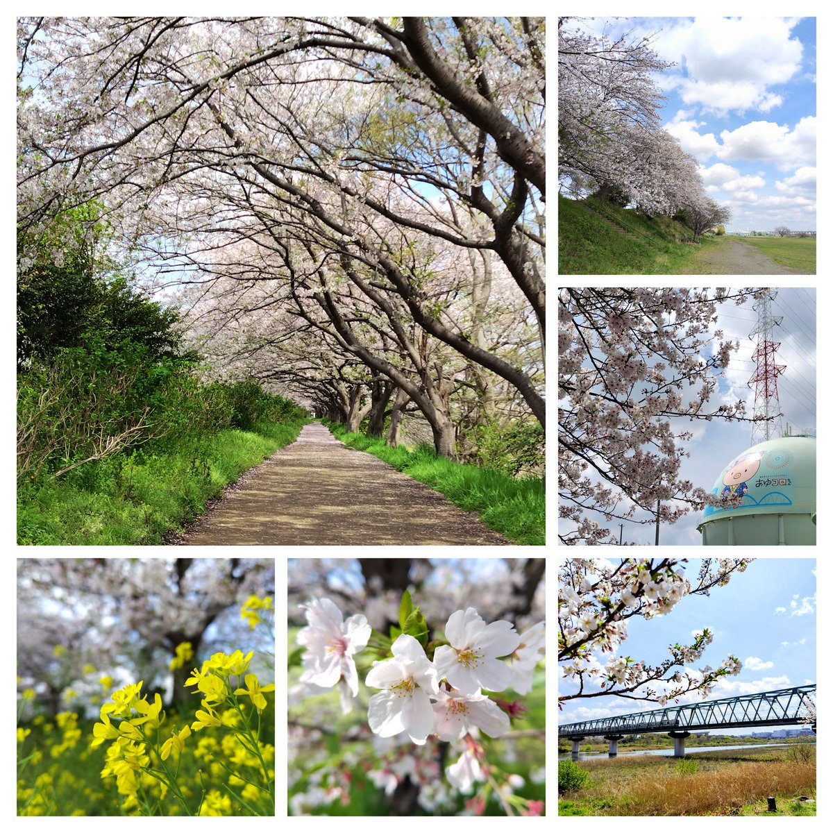 burinatti's tweet photo. 相模川沿いの桜並木を散策。
花吹雪の中、お花見できました。 https://t.co/wBF3fJBa3V