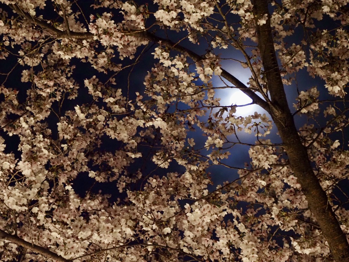 ロプロス tweet media