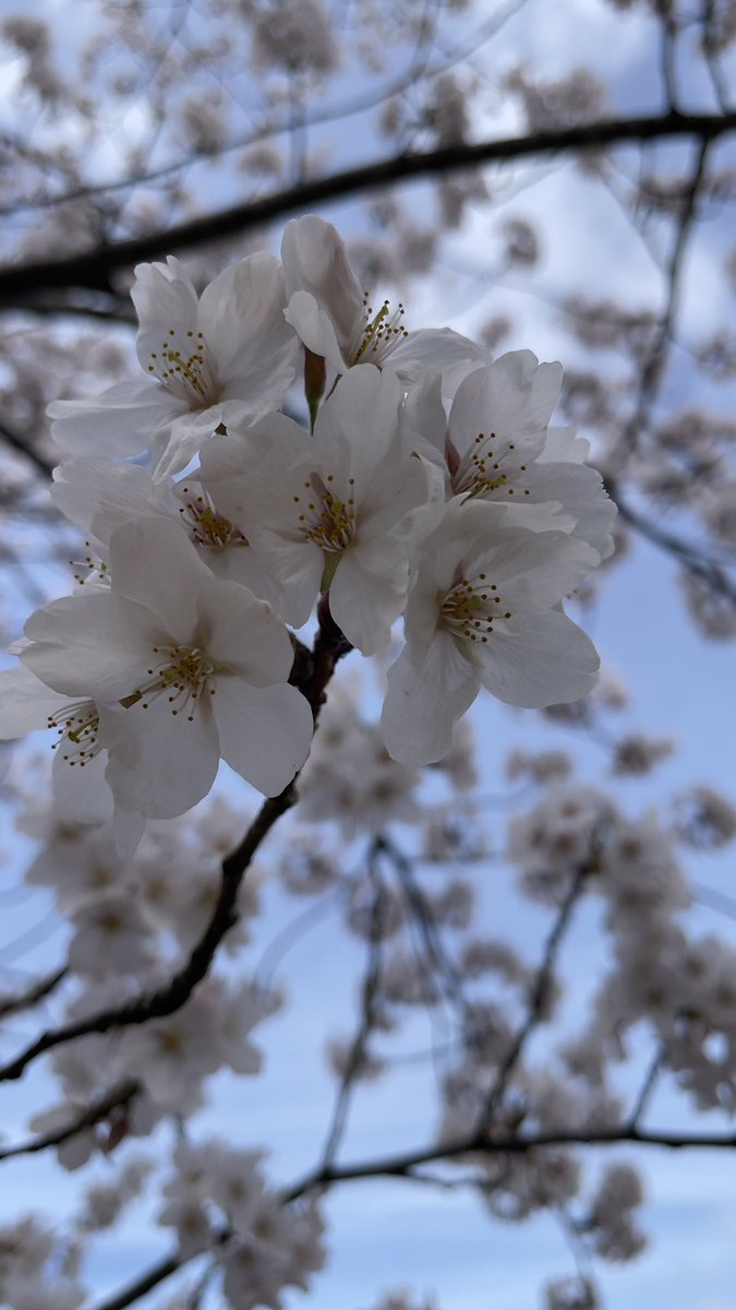 masamicamp's tweet photo. 兼六園でおはなみ〜🌸🍒
めっちゃ晴れて暑かったぁ💦
でも、満開の桜🌸を見れて最高すぎた😊
※4/5(日)
#兼六園 #金沢城 #桜
#お花見 #お花見スポット https://t.co/y2ZUGP67lW