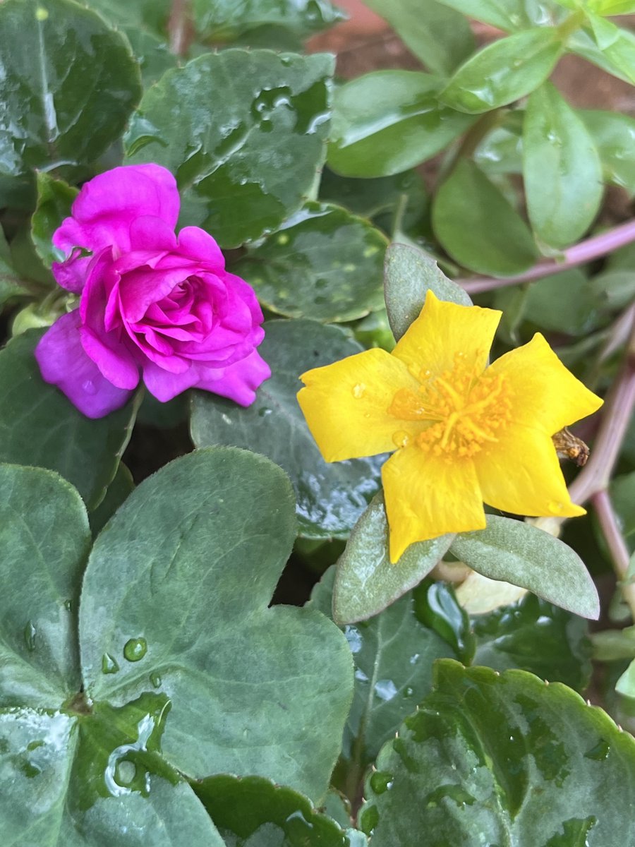 なおちゃん tweet media