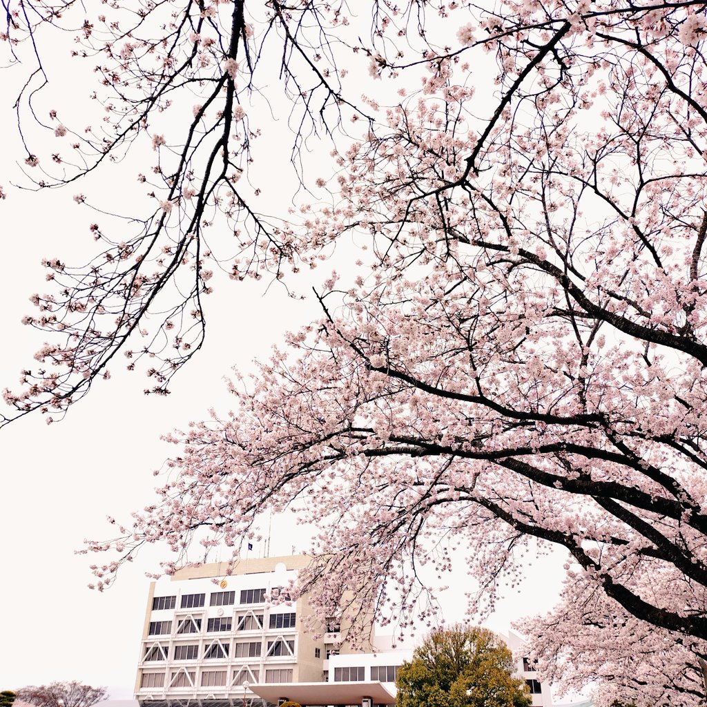 _mym1_'s tweet photo. 明日はお釈迦さまの生誕日である「花まつり」の日。
ということで明日の #なとらじWIDE  #5colors はお花の曲特集です🌼

メッセージテーマも「花」💐
皆さんのお好きなお花など、花にまつわるエピソードを教えてください💮

そしてお住まいの地域の桜はいかがですか？
名取市役所の桜は満開です🌸 https://t.co/M57IzxA6ui